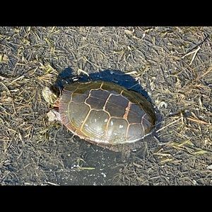 Meet your Posher, Ann